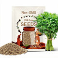 Bulk Organic Slow Bolt Cilantro Seeds, Coriandrum Sativum, Coriander, Mexican Culinary Herb CR011C