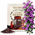 Purple Climbing Rose Seeds - Perennial - Cross-Pollinating - Cold Resistant - Deciduous - Potted - Plant in Late Fall/Early Spring -  #1075