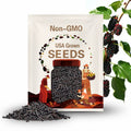 Mulberry, Black - 50 Seeds - Heirloom Fruit Tree - Sweet and Juicy Dark Berries - Rich in Antioxidants (Morus nigra)