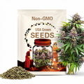 500 Marvel of Four Seasons Lettuce Seeds Non-GMO USA Seller
