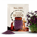Purple Shamrock Bulbs: Oxalis Triangularis Love Plant, Non-GMO