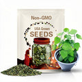 Green Glass Jelly Vine Seeds (Tiliacora Triandra) - Hạt Giống Sương Sâm Lông | Germinating Time: 20-30 Days |
