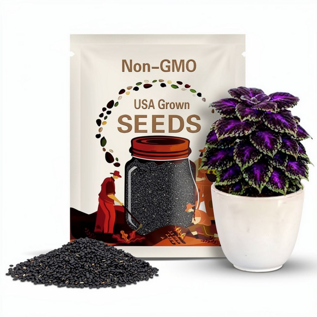 25 Black Purple Coleus Seeds: Ornamental Shade Garden Plant