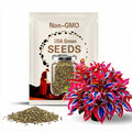 800 pcs+ Hosta Seeds Exquisite Hosta Seeds: Ideal for Transforming Outdoor Gardens into Lush, Soft-Edged Oases